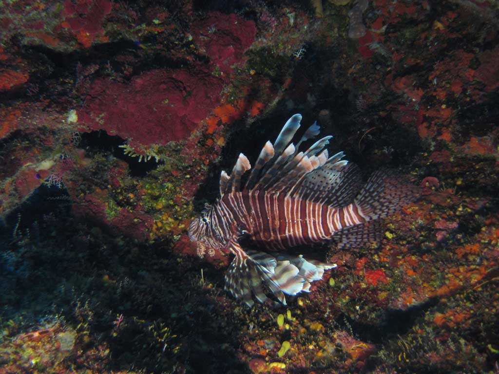 lionfish-fwc-02.jpg