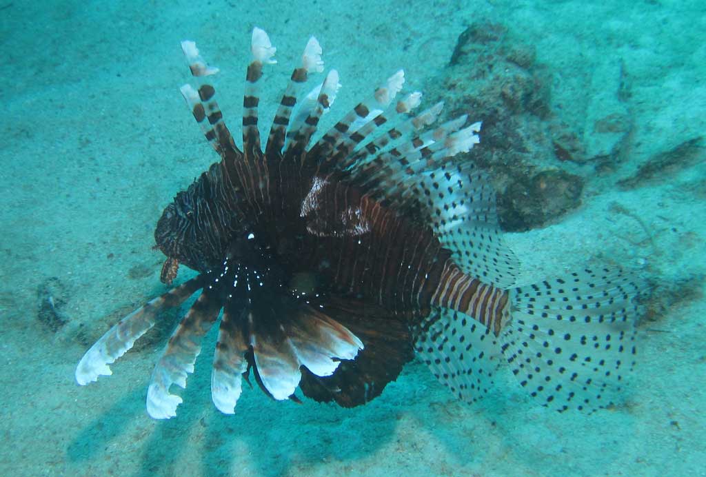 lionfish-fwc-03.jpg