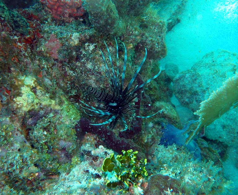 lionfish-fwc-04.jpg