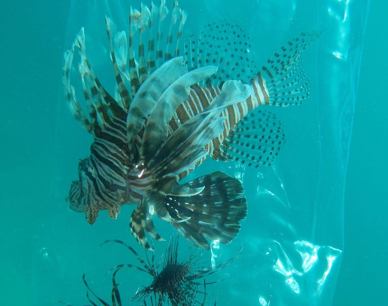 lionfish-fwc-05.jpg