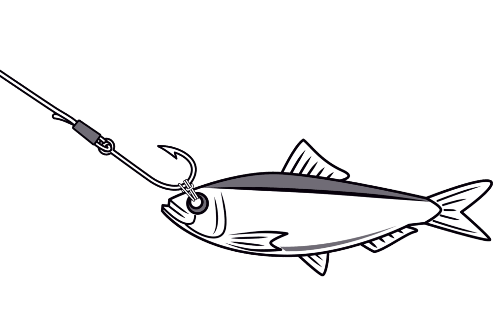 How To: Bridle Live Bait
