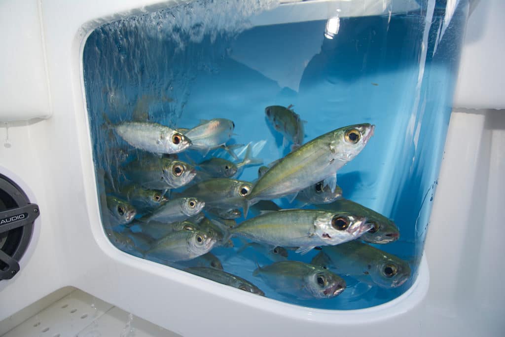 Why your fishing boat needs a live bait tank 