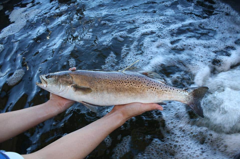 Louisiana Seatrout Tag