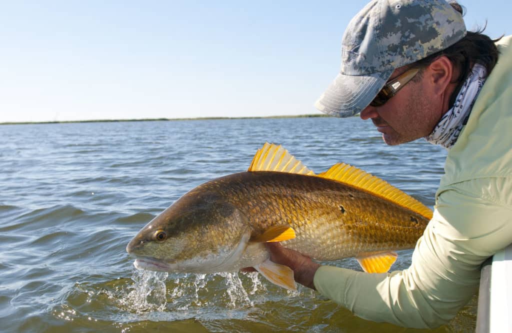 louisiana reds_05.jpg