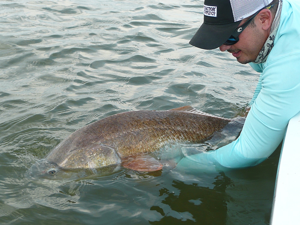 Bull redfish in Venice, Louisiana