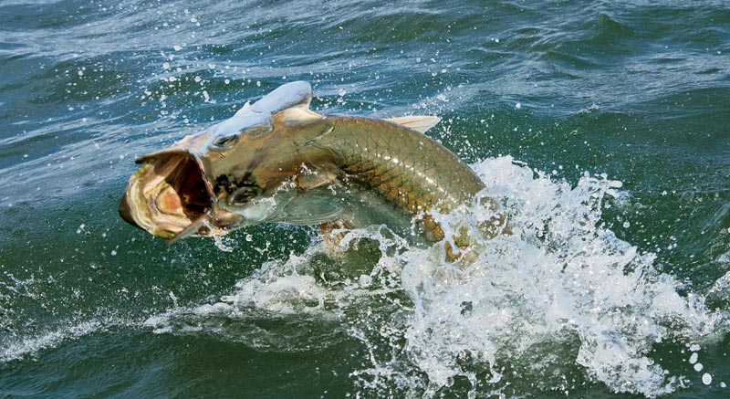 low-country-tarpon2.jpg