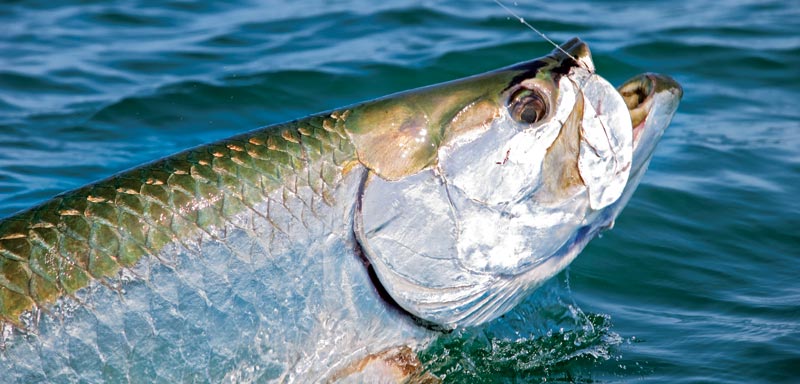 Low Country Tarpon