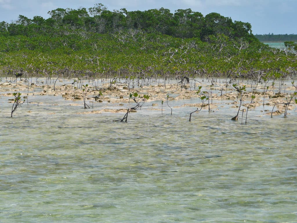 Low tide on the flats was a perfect time to grab lunch and wait for fish to move in with the rising tide.