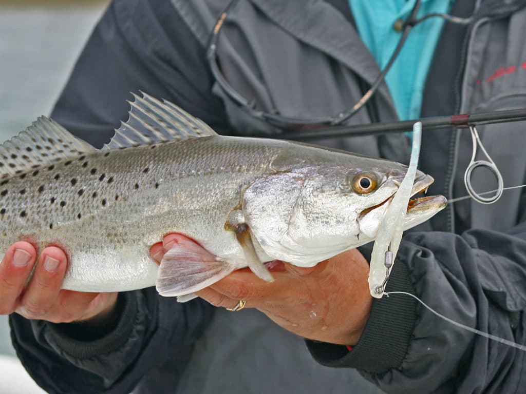 Speckled trout run big during the winter months.