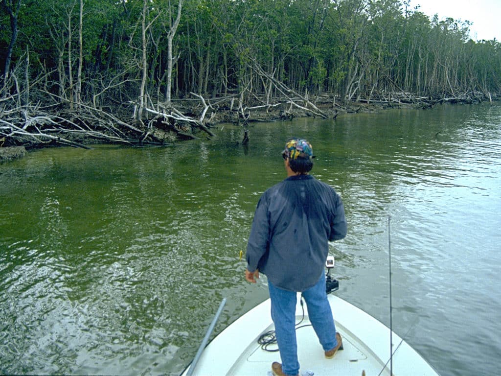 Partly submerged trees are good feeding stations during winter.