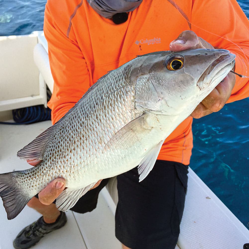 mangrove snapper