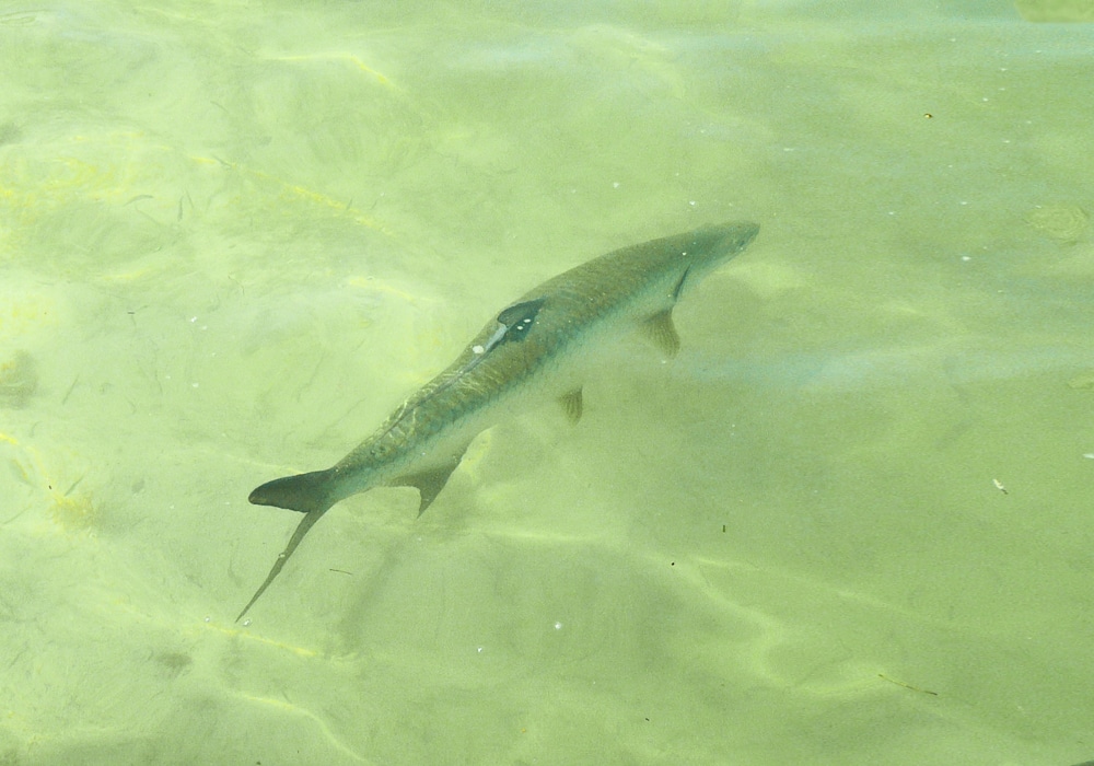 Solo swimming tarpon