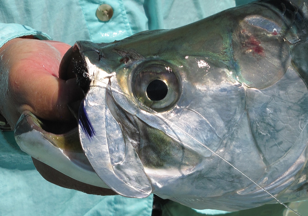 Tarpon close up