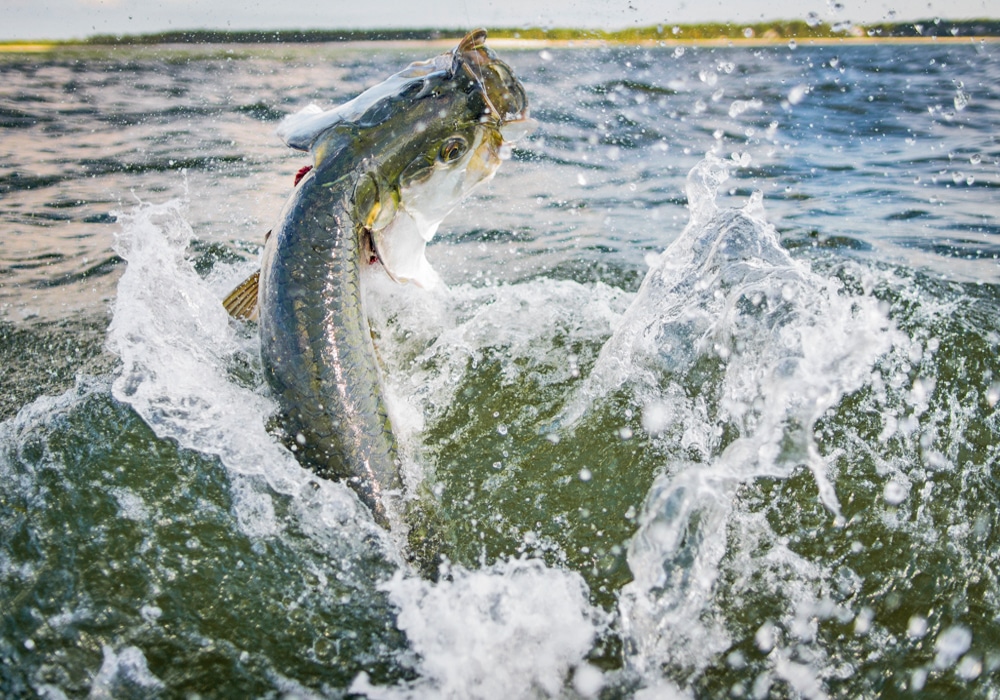 Tarpon jumping