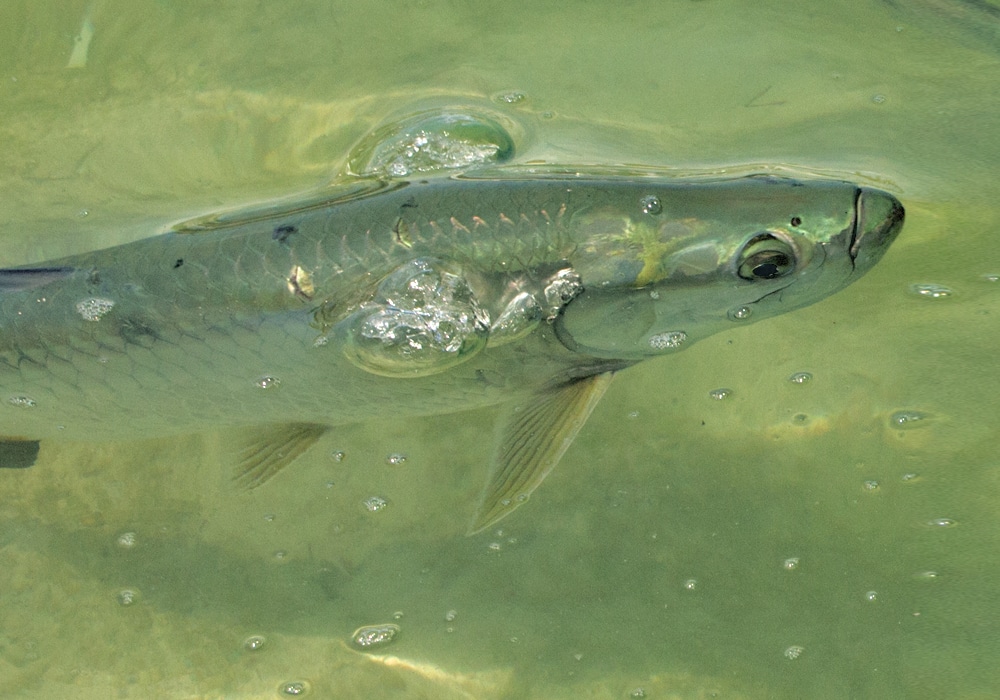 Tarpon gulping air at the surface