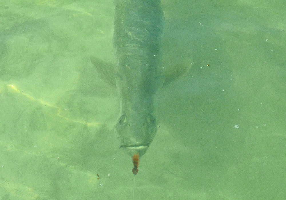 Tarpon tracking a fly