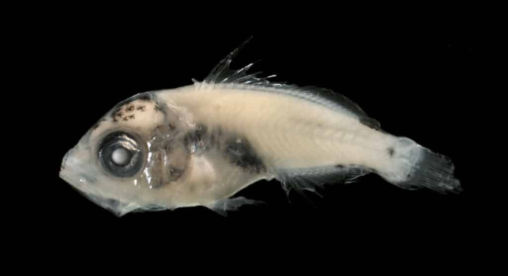 Snapper Baby Larvae Fish Photo