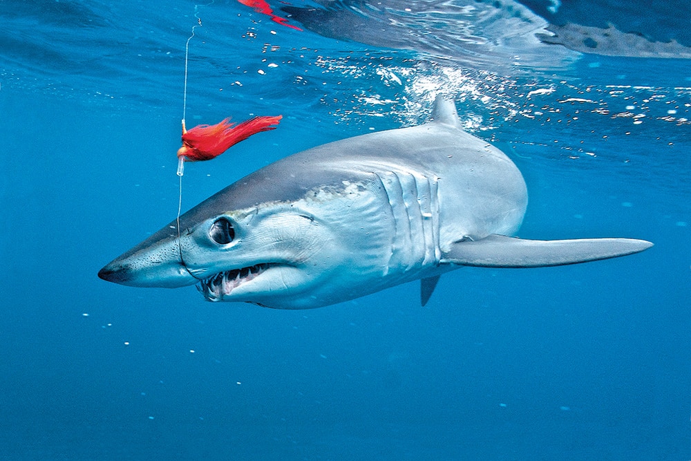 mako shark in water