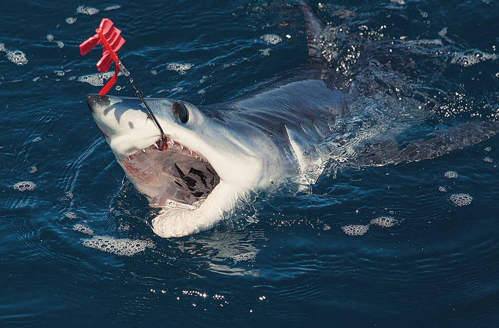mako shark out of water