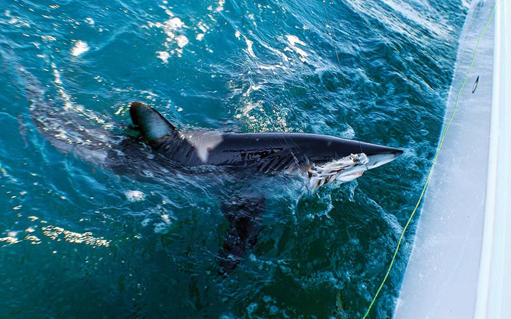 mako shark near boat