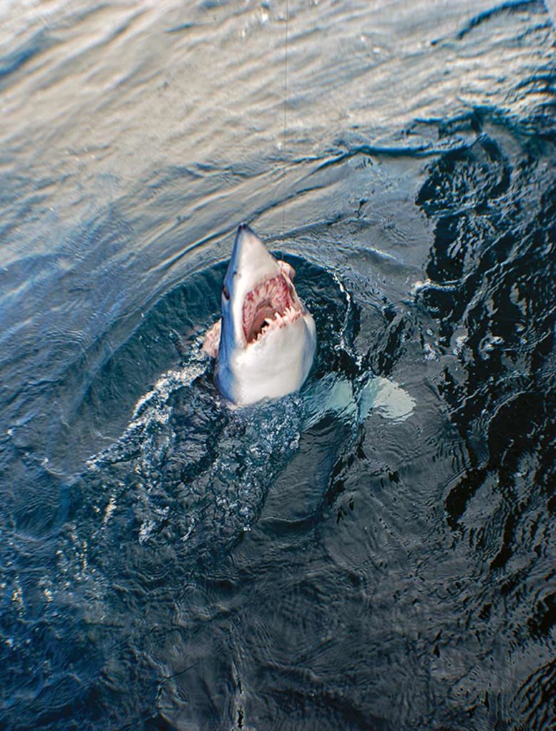 blocker rig for mako sharks