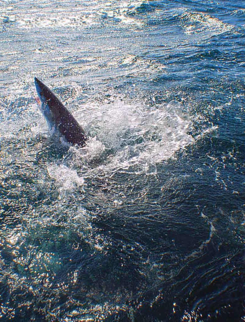 mako shark fights in the air