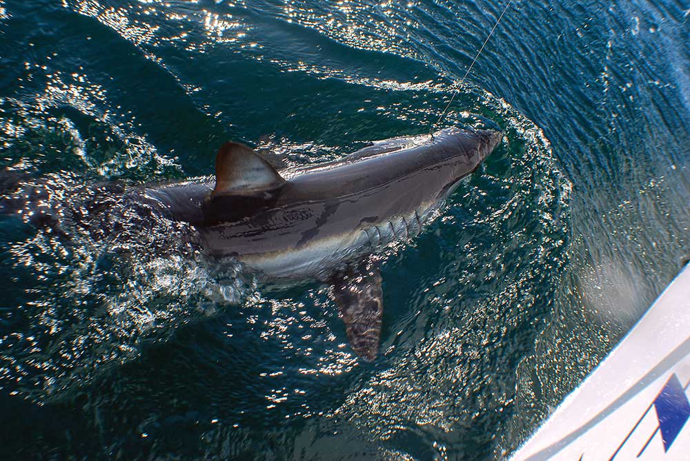 hungry mako shark