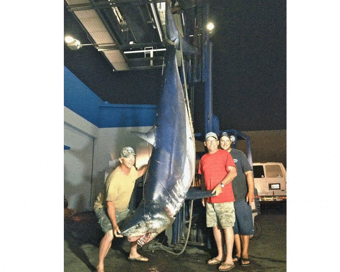 917-pound mako shark