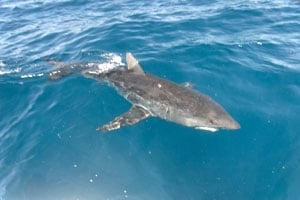 Massive Mako Landed on the Fly!