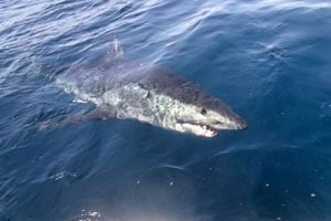 Massive Mako Landed on the Fly!