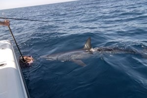 Massive Mako Landed on the Fly!