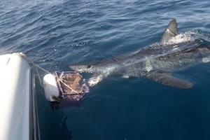 Massive Mako Landed on the Fly!