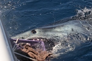 Massive Mako Landed on the Fly!