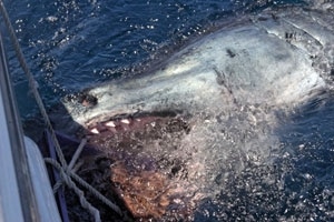 Massive Mako Landed on the Fly!