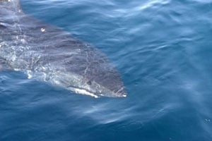 Massive Mako Landed on the Fly!