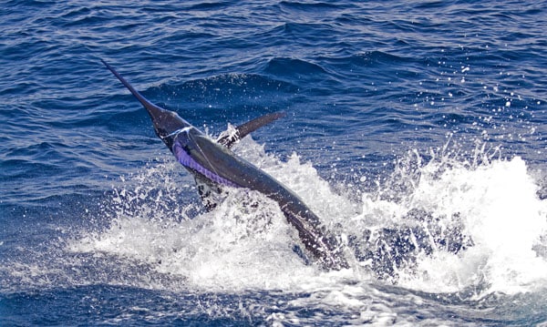 mark-hatter-sailfish-guatemala-04.jpg