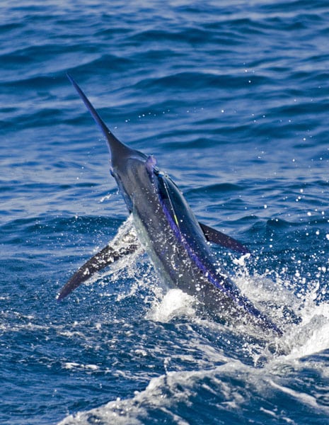 mark-hatter-sailfish-guatemala-05.jpg