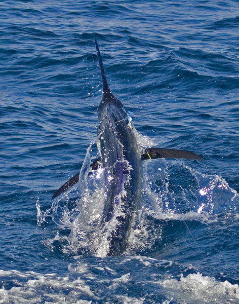 mark-hatter-sailfish-guatemala-06.jpg