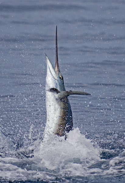 mark-hatter-sailfish-guatemala-07.jpg