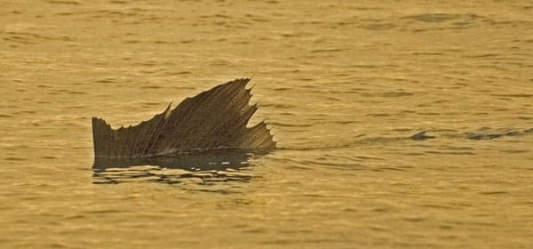 mark-hatter-sailfish-guatemala-09.jpg