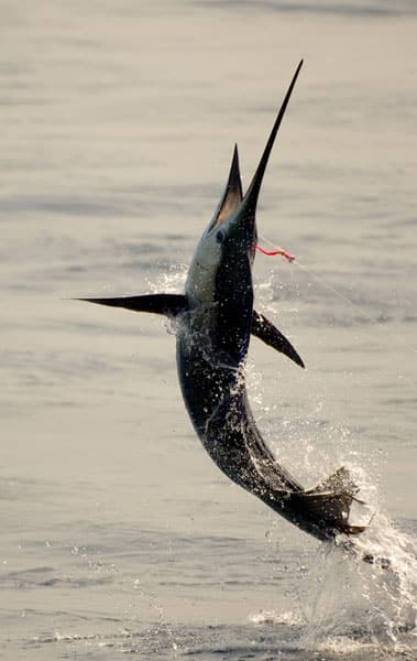 mark-hatter-sailfish-guatemala-15.jpg