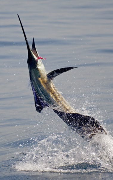 mark-hatter-sailfish-guatemala-16.jpg