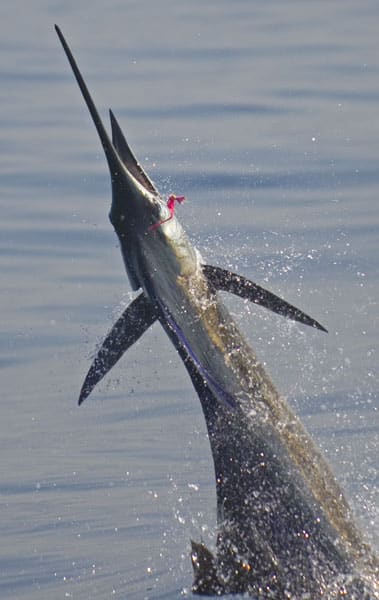 mark-hatter-sailfish-guatemala-17.jpg