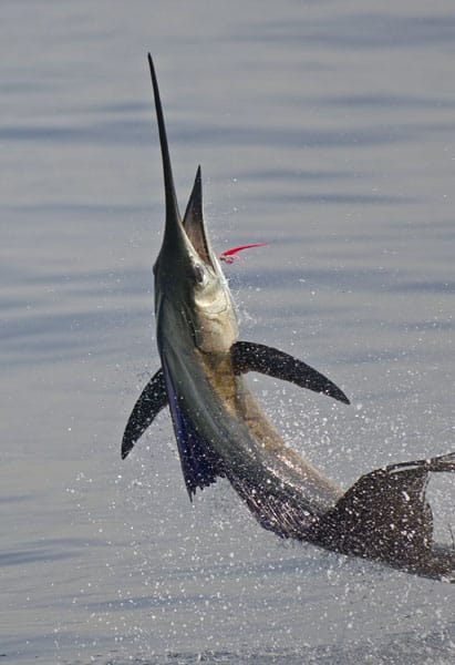 mark-hatter-sailfish-guatemala-18.jpg