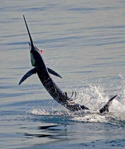 mark-hatter-sailfish-guatemala-19.jpg