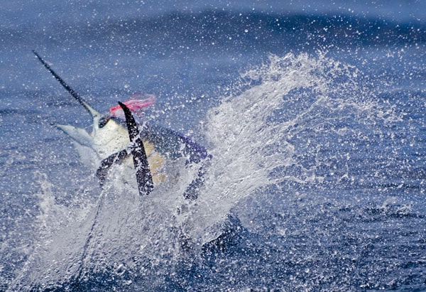 mark-hatter-sailfish-guatemala-21.jpg