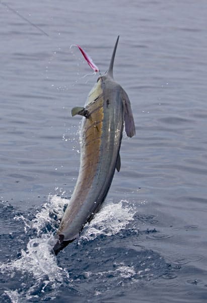 mark-hatter-sailfish-guatemala-24.jpg