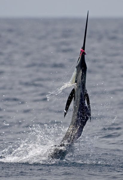 mark-hatter-sailfish-guatemala-25.jpg