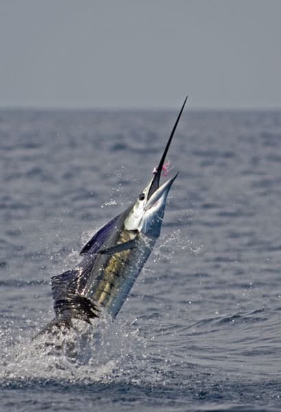 mark-hatter-sailfish-guatemala-26.jpg