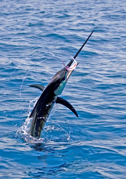 mark-hatter-sailfish-guatemala-27.jpg